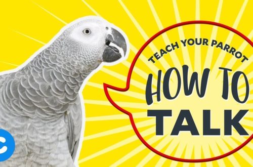 How to teach a parrot to speak?