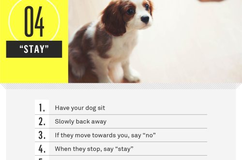 How to teach a puppy the command &#8220;Come&#8221;: 12 rules