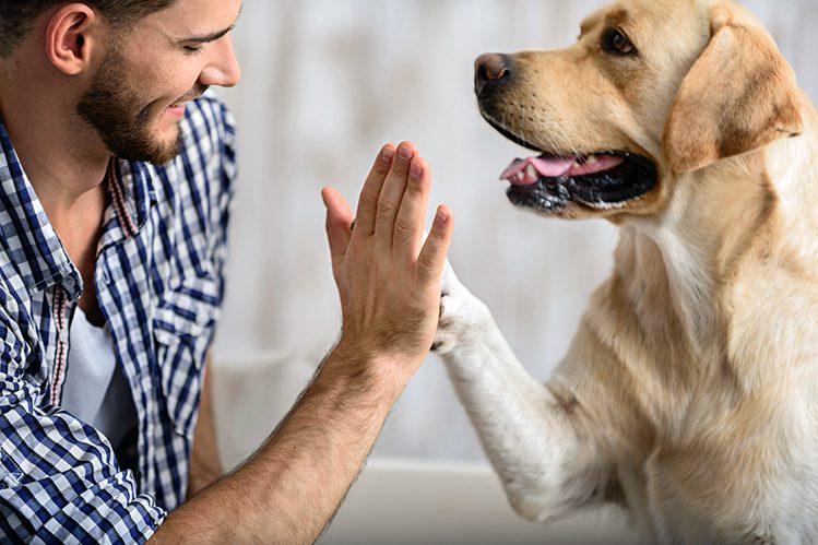How to teach a puppy the command Give paw?