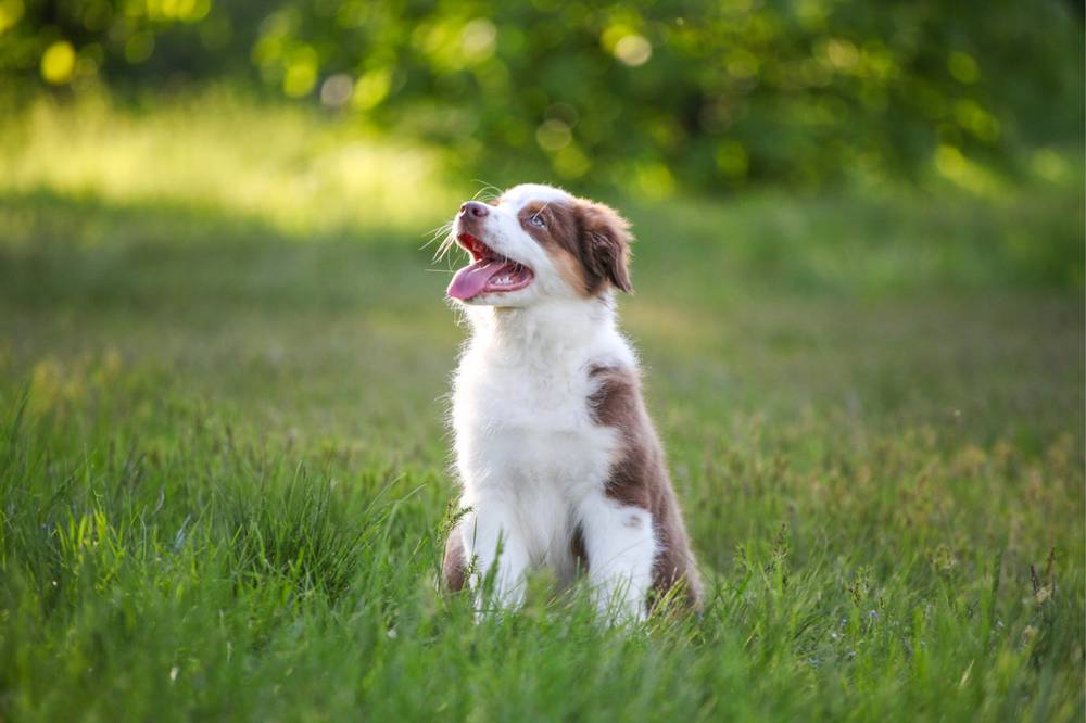 How to teach a puppy the first commands?