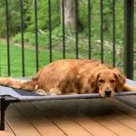 How to teach a puppy the “Place” command