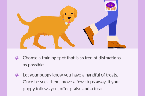 How to teach a puppy to a leash: instructions with tips