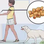 How to teach a puppy to follow you?