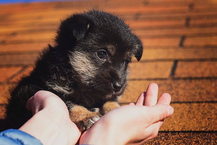 How to teach a puppy to handle and touch