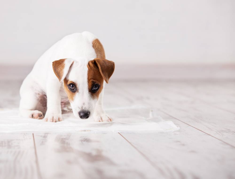 How to teach a puppy to walk on a diaper?