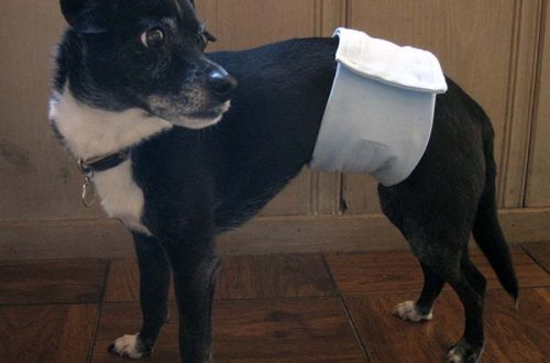How to teach a puppy to walk on a diaper?