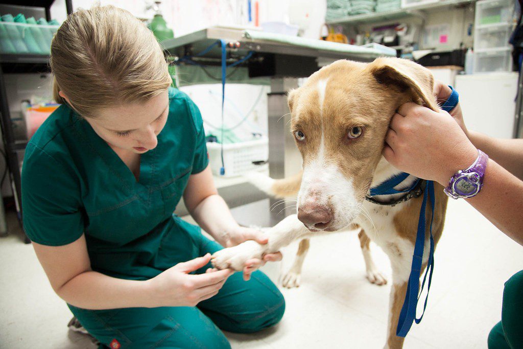 How to teach an adult dog to calmly go to the vet