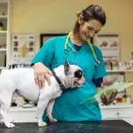 How to teach an adult dog to calmly go to the vet