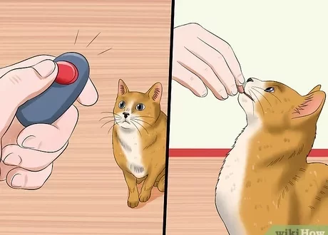 How to teach your cat good manners