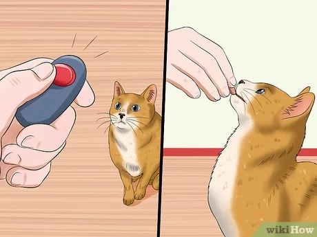 How to teach your cat good manners