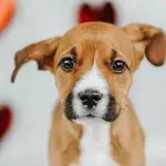 How to teach your dog self-control in the presence of his favorite toy