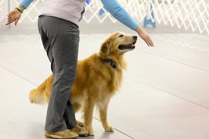 How to teach your dog the command &#8220;Come&#8221;: simple and clear