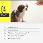 How to teach your dog the commands “Give” and “Take”