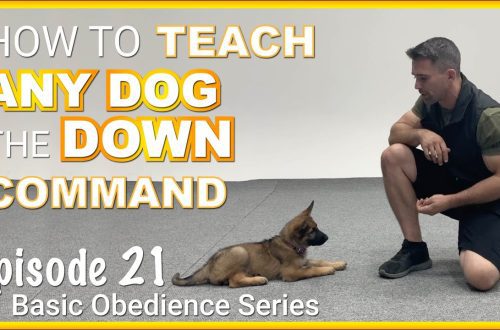 How to teach your dog the &#8220;Down&#8221; command?