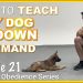 Training and initial education of a puppy