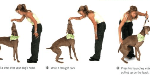 How to teach your dog the sit command?