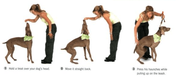 How to teach your dog the “Sit” command: simple and clear