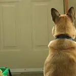 How to teach your dog the wait command