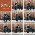 How to teach your dog to be around
