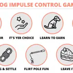 How to teach your dog to control himself in the game