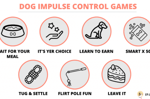 How to teach your dog to control himself in the game