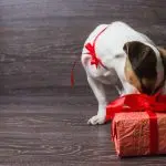 How to teach your dog to find hidden things