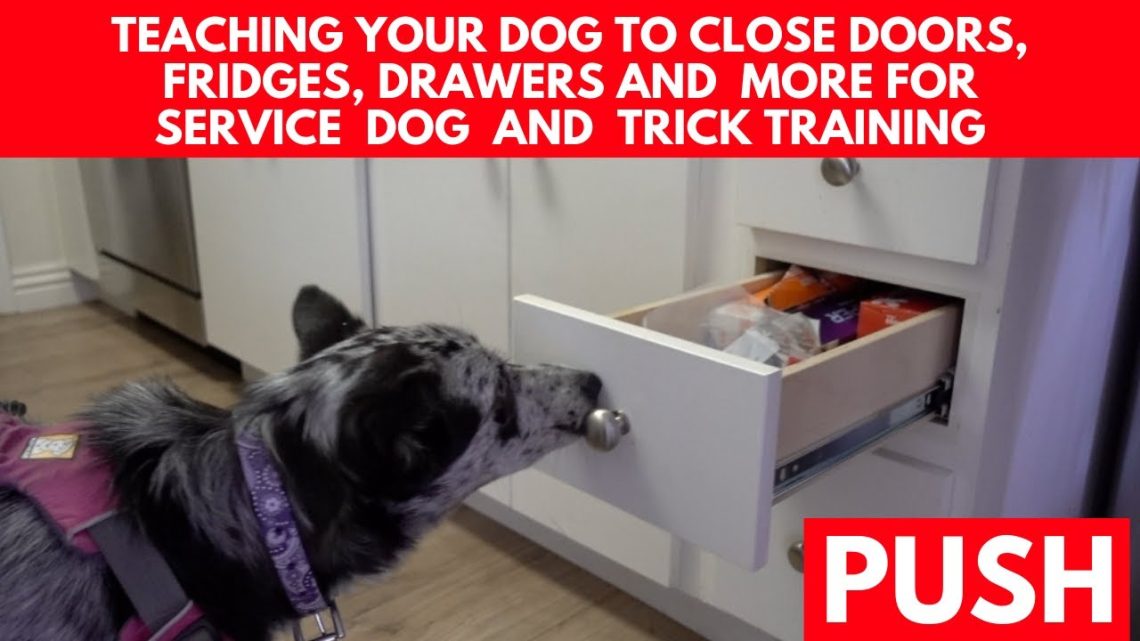 How to teach your dog to stay still when the door opens