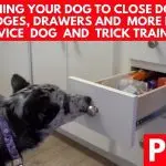 How to teach your dog to stay still when the door opens