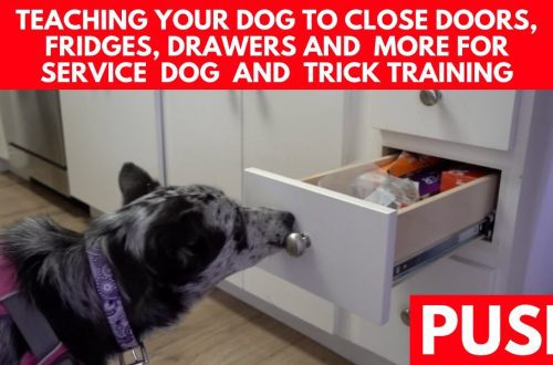 How to teach your dog to stay still when the door opens