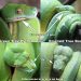 All About Snake Feeding: How? How? How often?