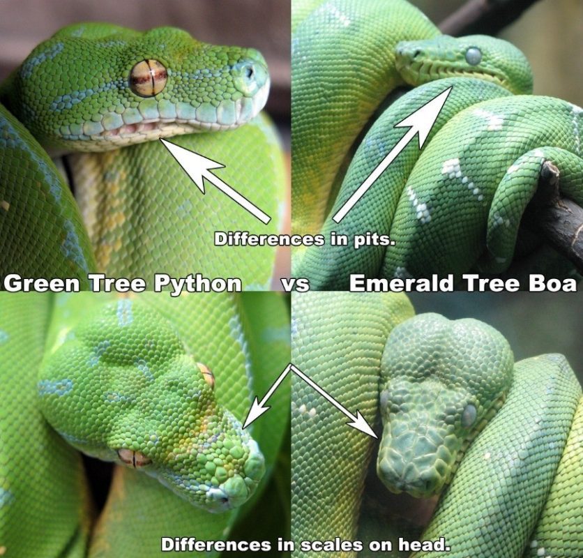 How to tell a Green Python from a Doghead Boa