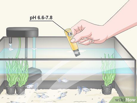 How to test the water in an aquarium