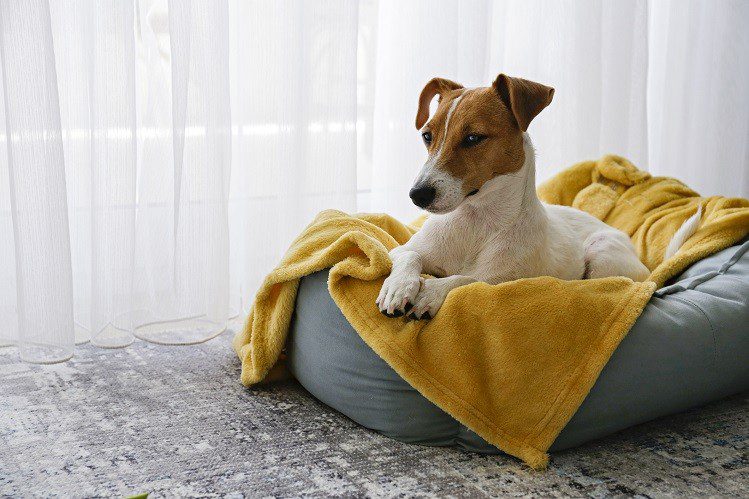 How to tire a Jack Russell Terrier