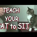 How to train a cat?
