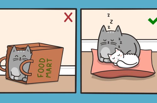 How to train a cat to sleep in a house?