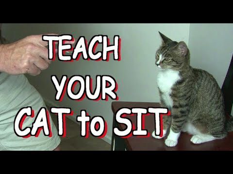 How to train a cat?
