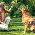 How to train a dog and have fun