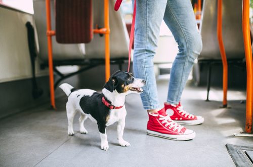 Kako dresirati psa da se ponaša u javnom prevozu?
