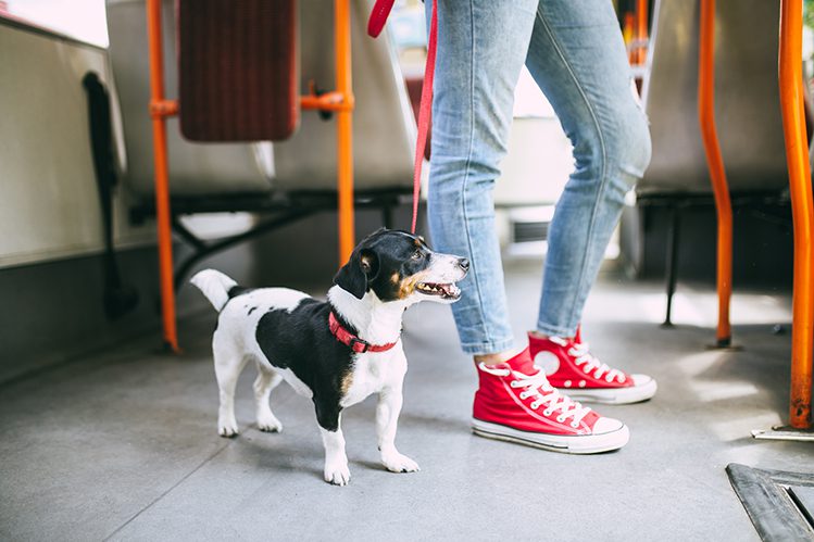 How to train a dog to behave in public transport?