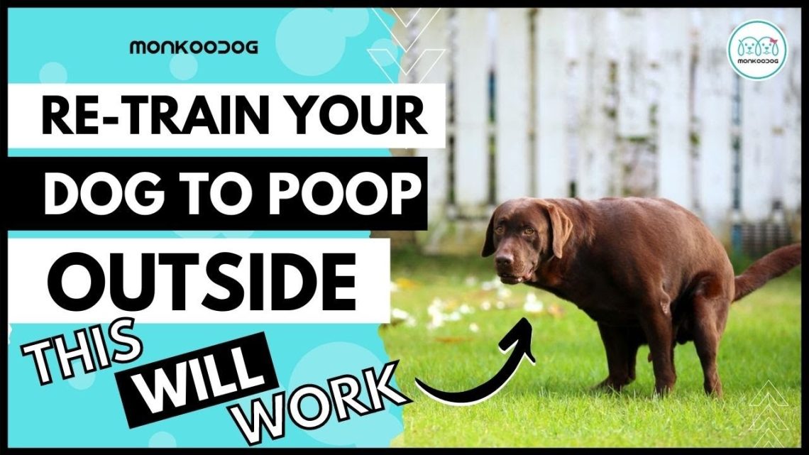 How to train a dog to go to the toilet outside