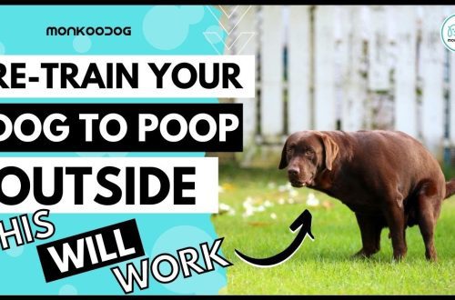 How to train a dog to go to the toilet outside