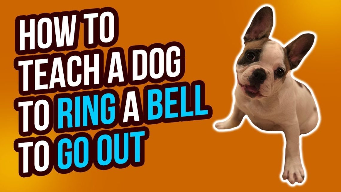 How to train a dog to ring the intercom