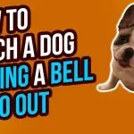 How to train a dog to ring the intercom