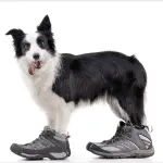 How to train a dog to wear shoes