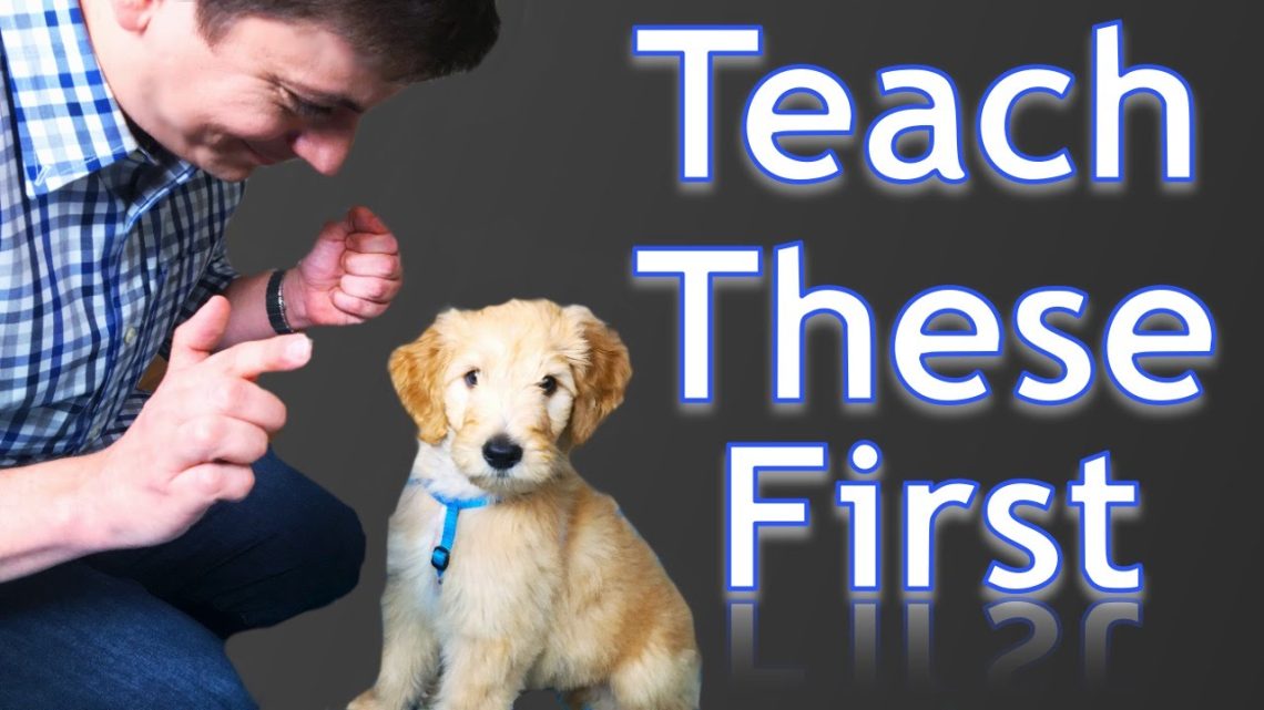 How to train a puppy at home