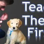 How to train a puppy at home