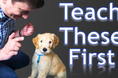 How to train a puppy at home