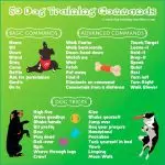 How to train a puppy: commands