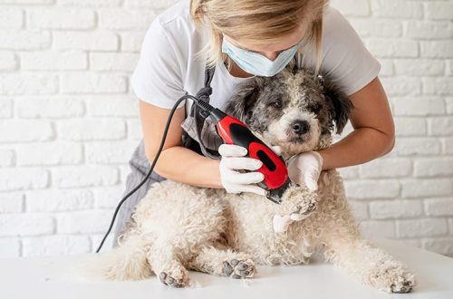 How to train a puppy for grooming