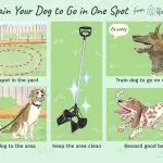 How to train a puppy outside